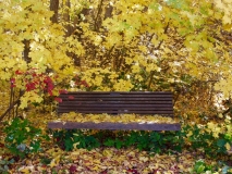 Fall Bench